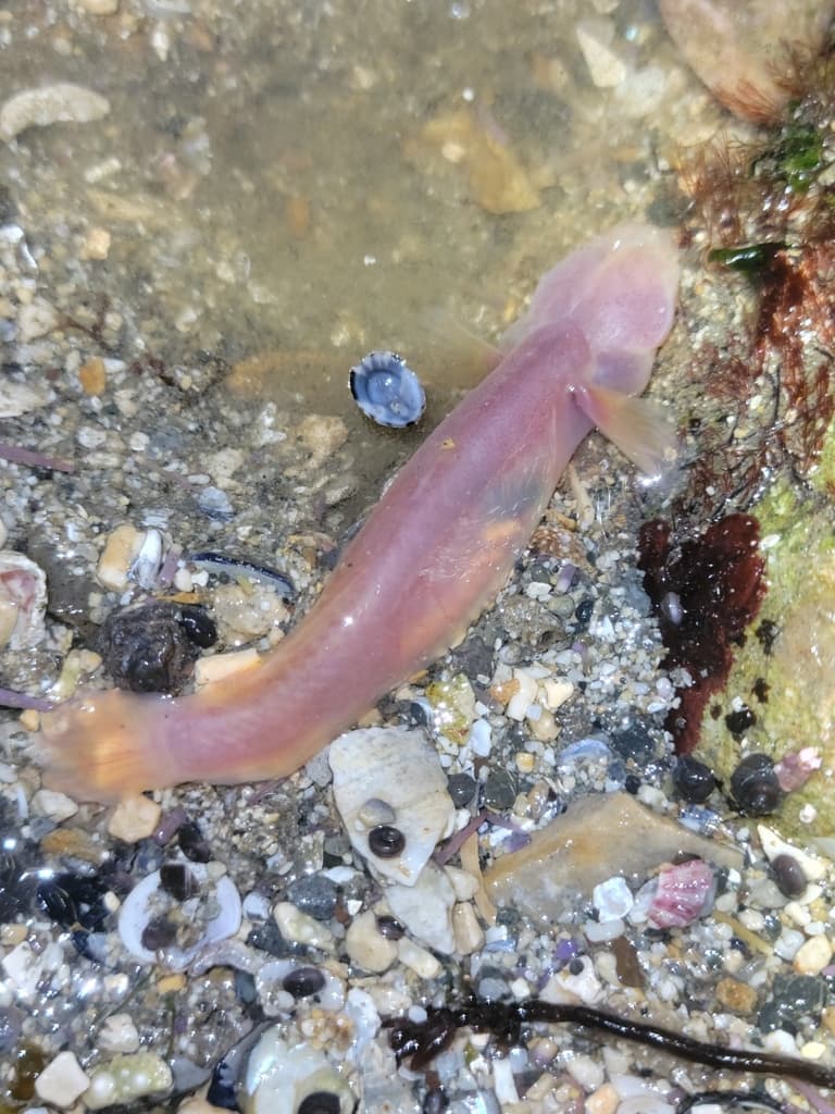 Blind Goby in a marine aquarium