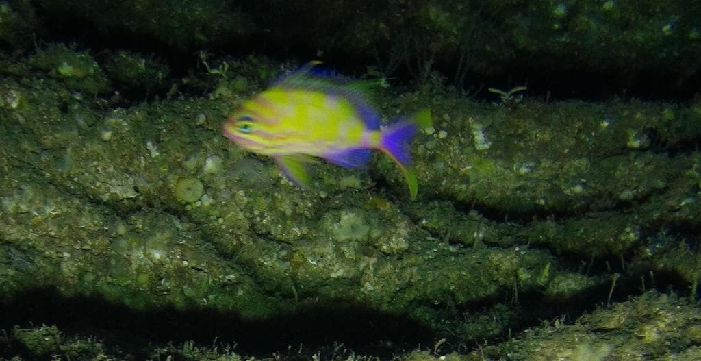 Blotchy Anthias in a marine aquarium