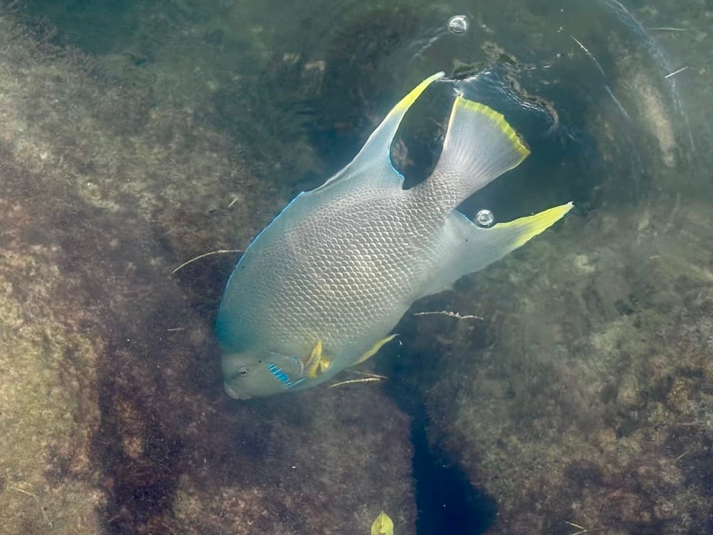 Blue Angel in a marine aquarium