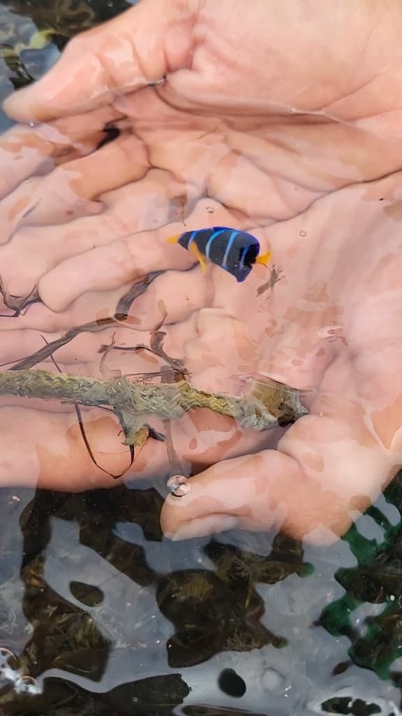Blue Angel in a marine aquarium