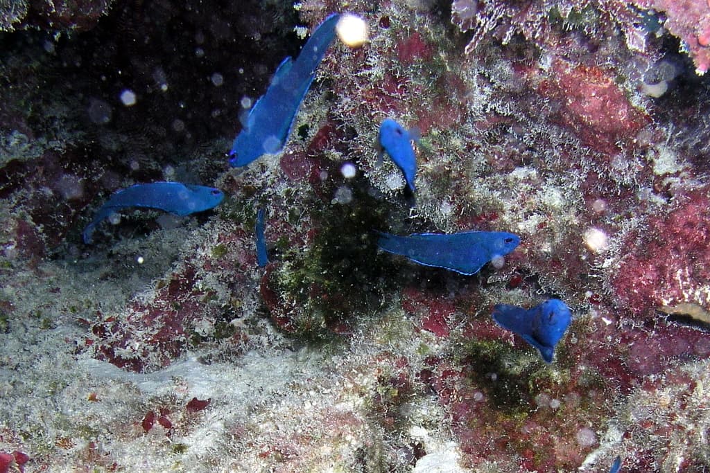 Blue Assessor swimming near cave entrance