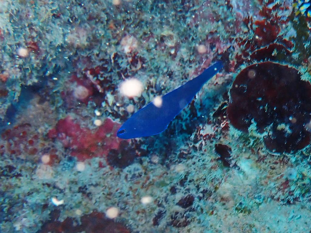 Blue Assessor hovering inverted beneath reef overhang