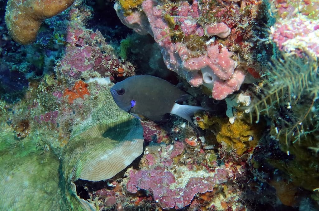 Blue Axil Chromis in a marine aquarium