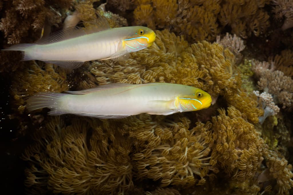 Golden Head Sleeper Goby in a marine aquarium