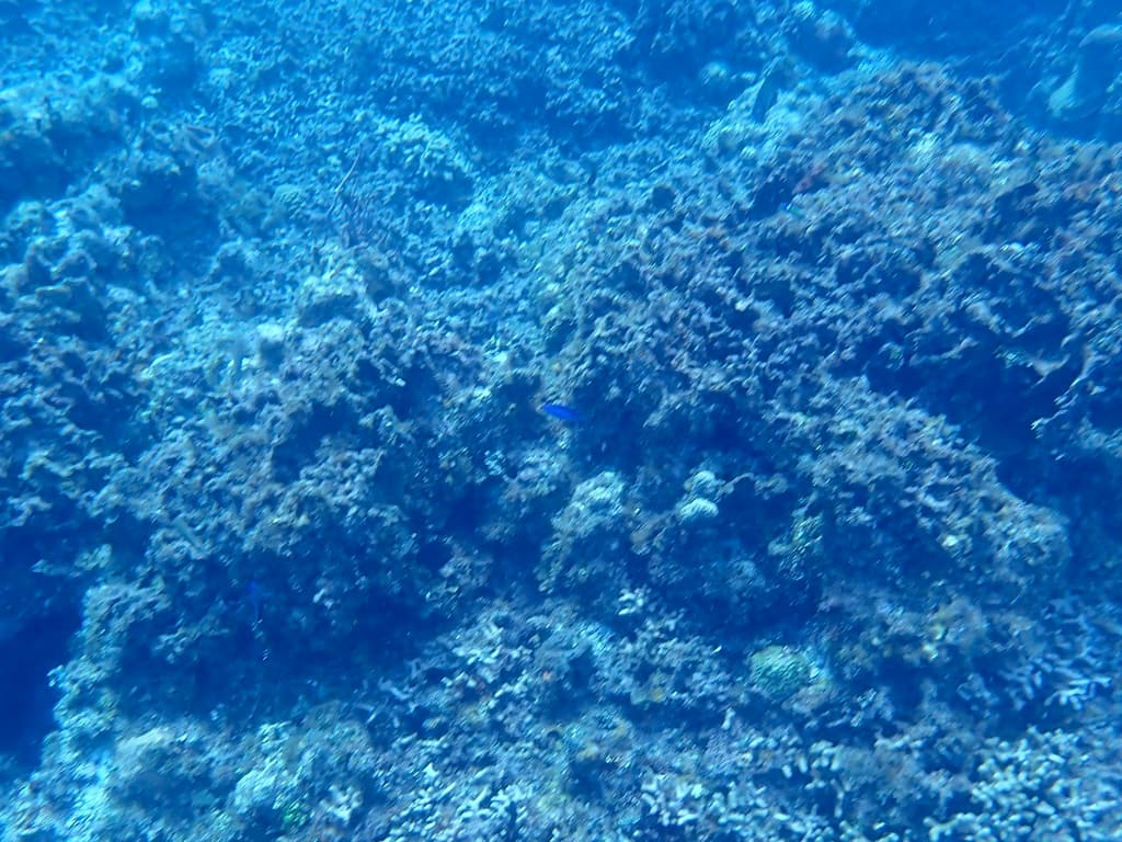 Blue Chromis in a marine aquarium