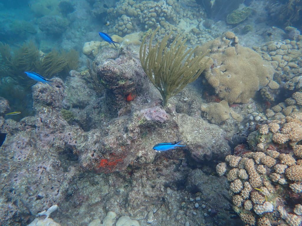 Blue Chromis in a marine aquarium