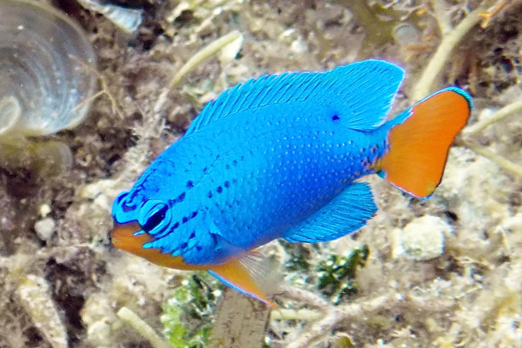 Blue Devil Damsel in a marine aquarium