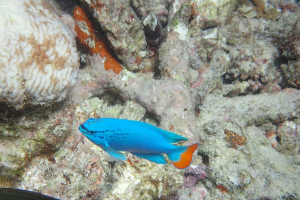 Blue Devil Damsel in a marine aquarium