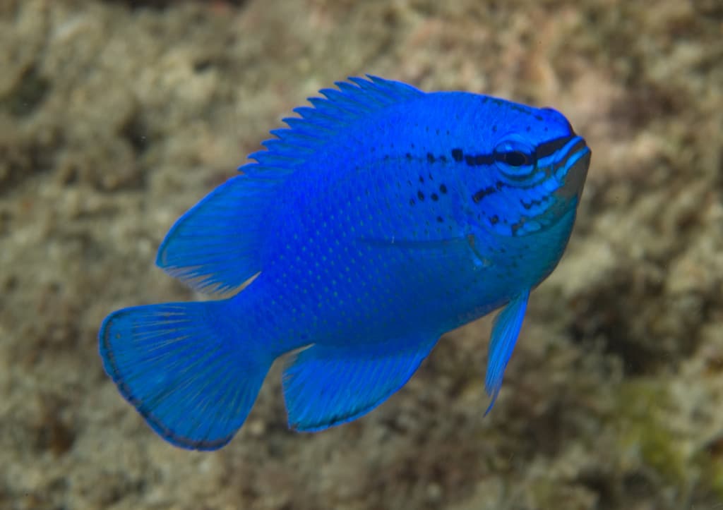 Damselfish