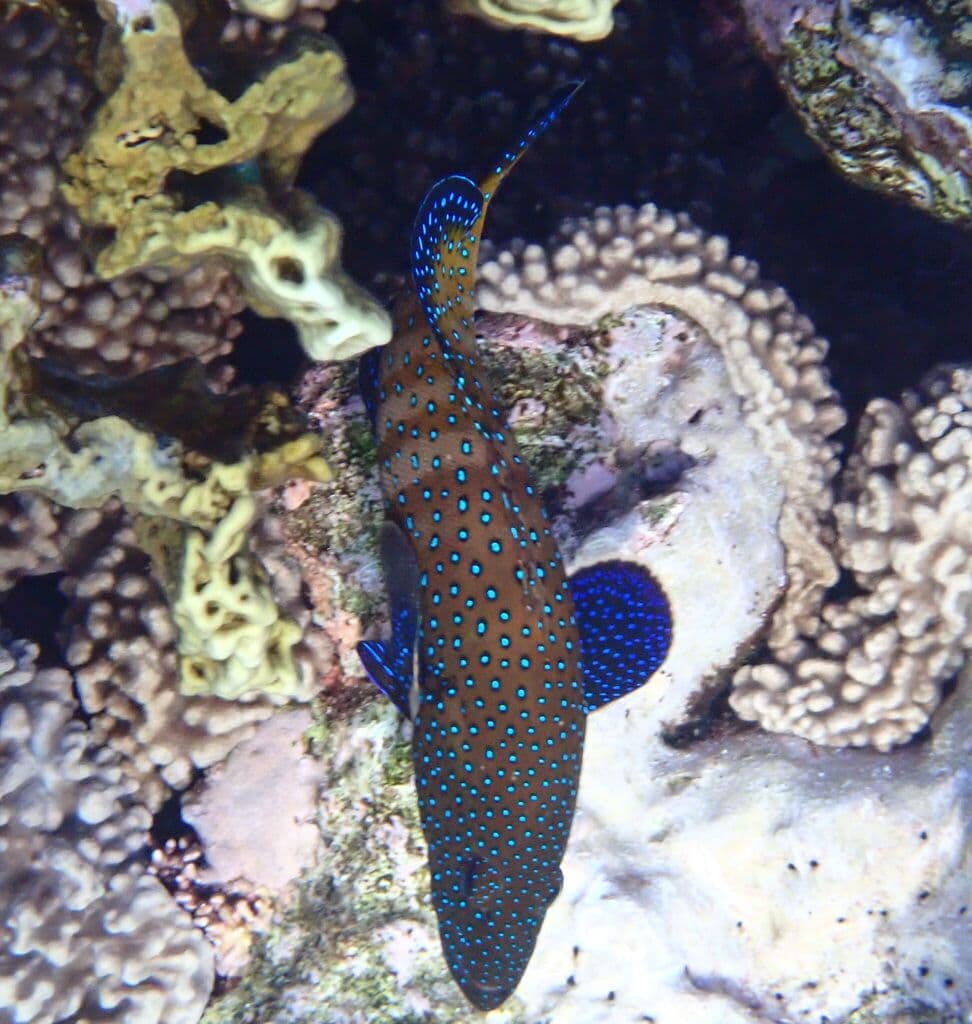 Blue Dot Grouper in a marine aquarium