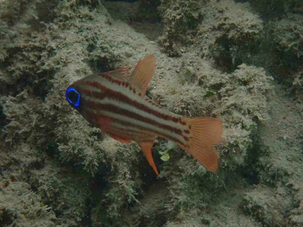 Blue-eyed Cardinalfish in a marine aquarium