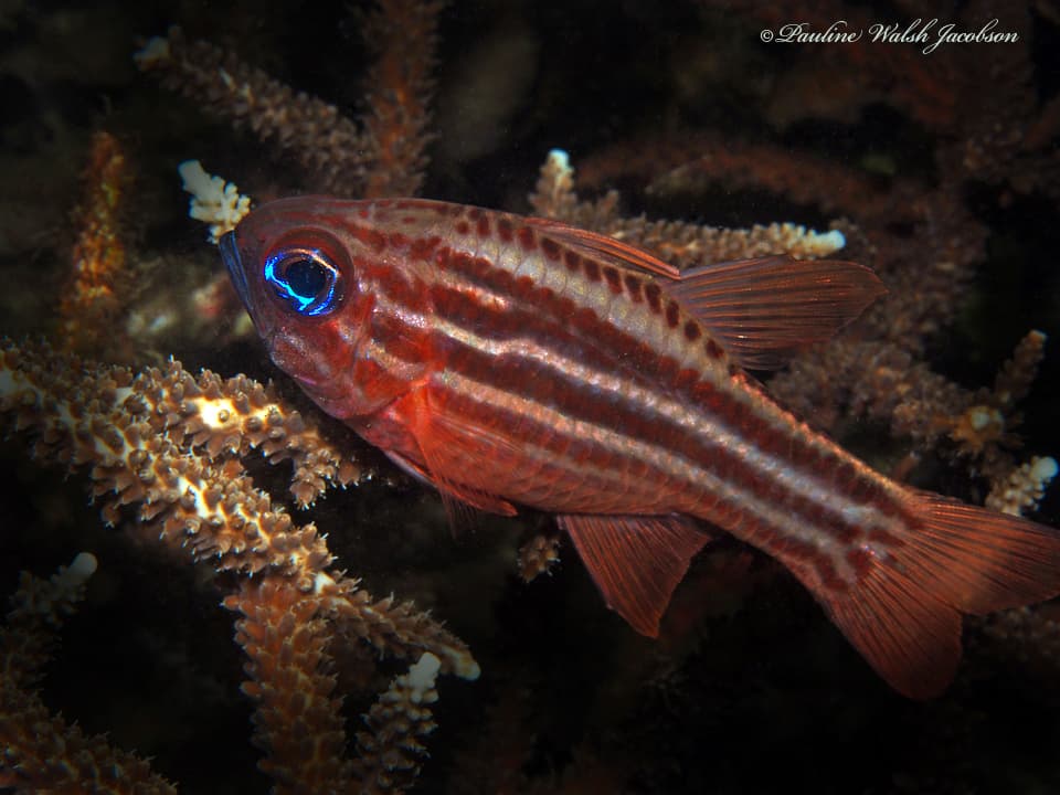 Blue-eyed Cardinalfish in a marine aquarium