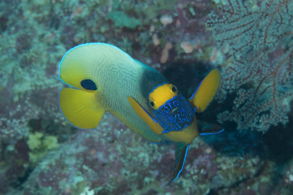 Blue-Faced Angelfish in a marine aquarium