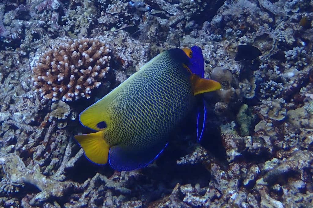 Blue-Faced Angelfish in a marine aquarium
