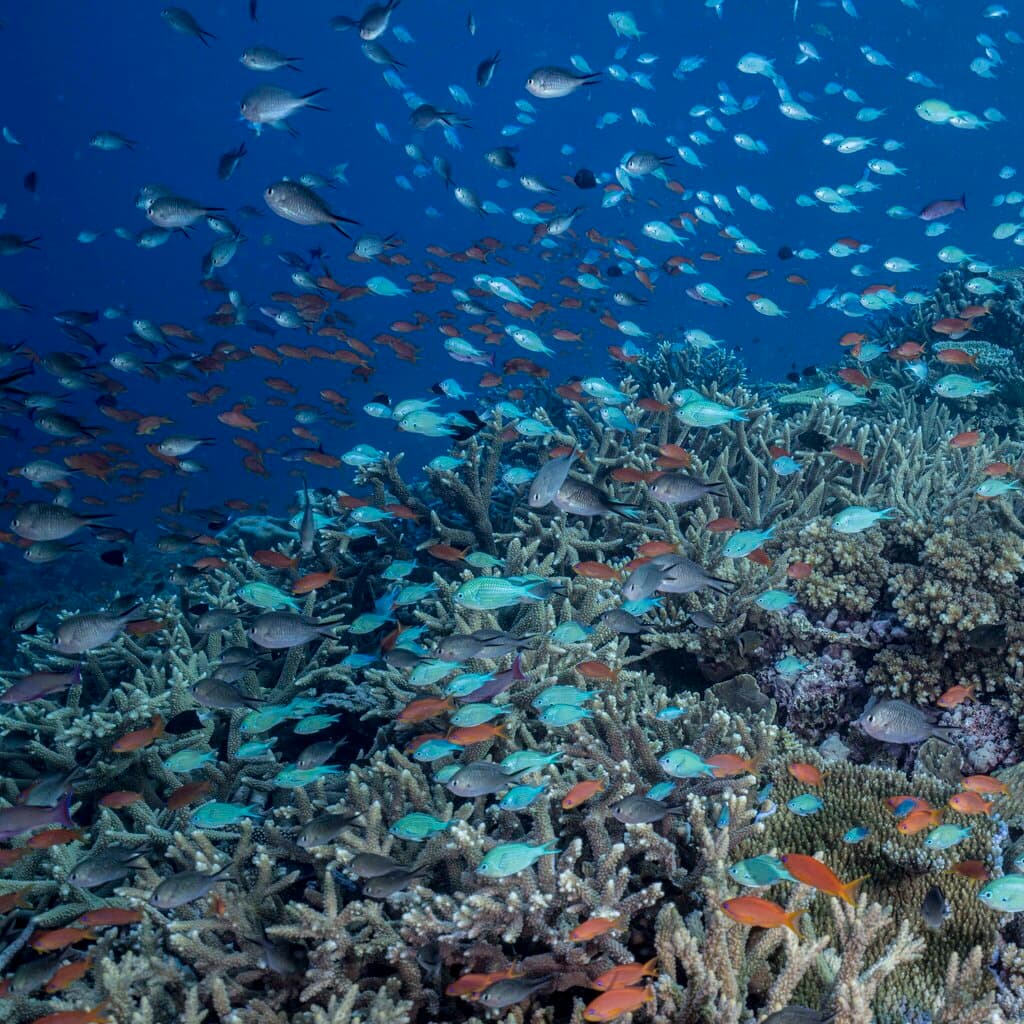 Blue-Green Chromis schooling in reef