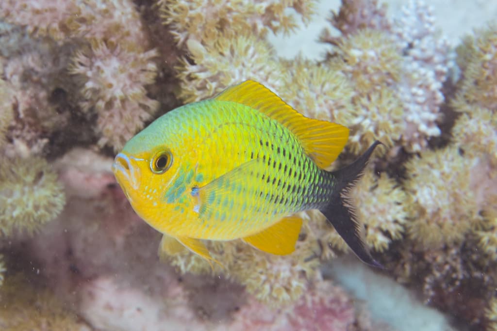 Blue-Green Chromis close-up