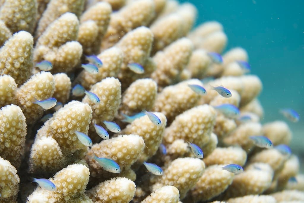 Chromis & Damselfish