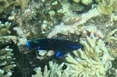 Blue-green Damsel in a marine aquarium