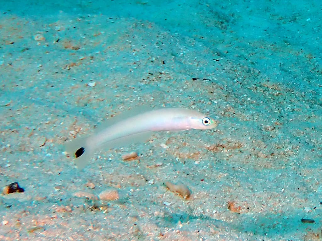 Blue Gudgeon Dartfish in a marine aquarium