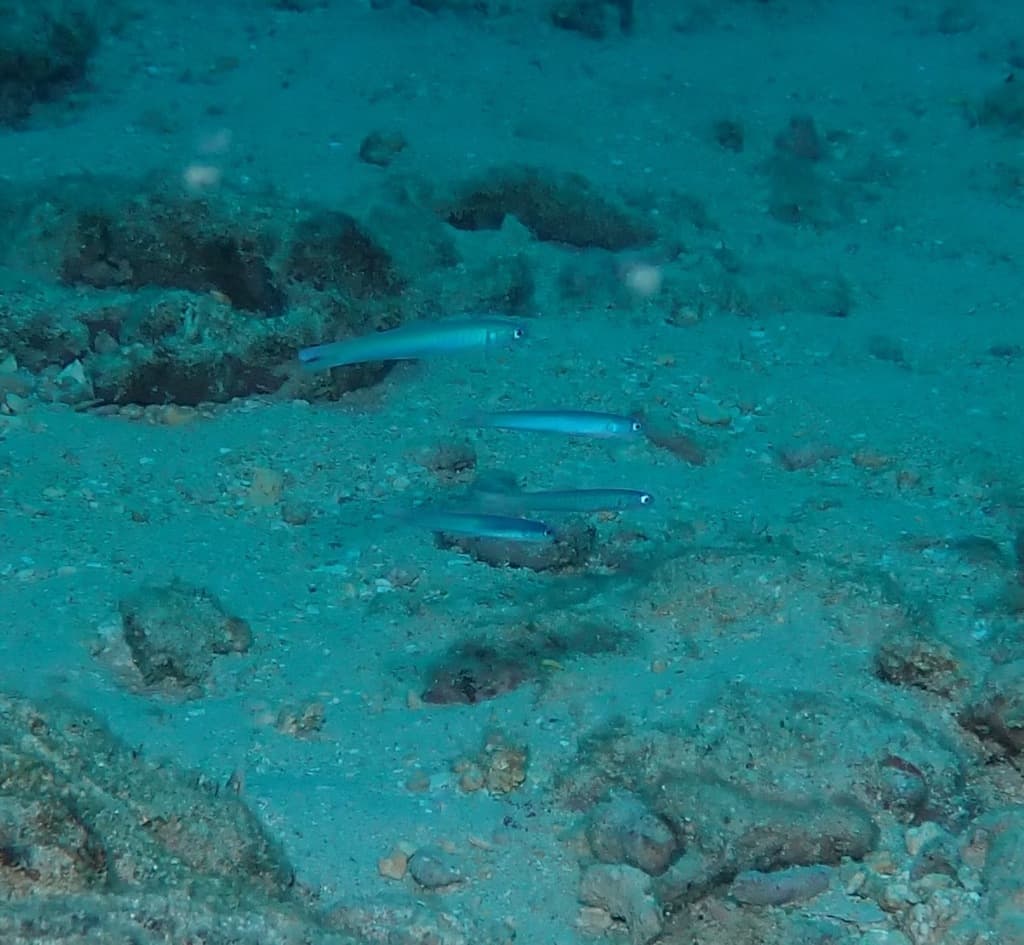Blue Gudgeon Dartfish in a marine aquarium