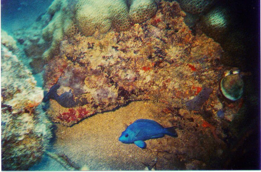 Blue Hamlet in a marine aquarium
