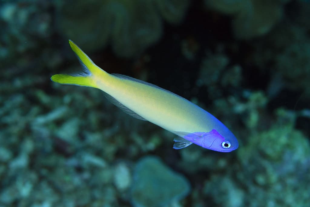 Blue-Head Tilefish in a marine aquarium