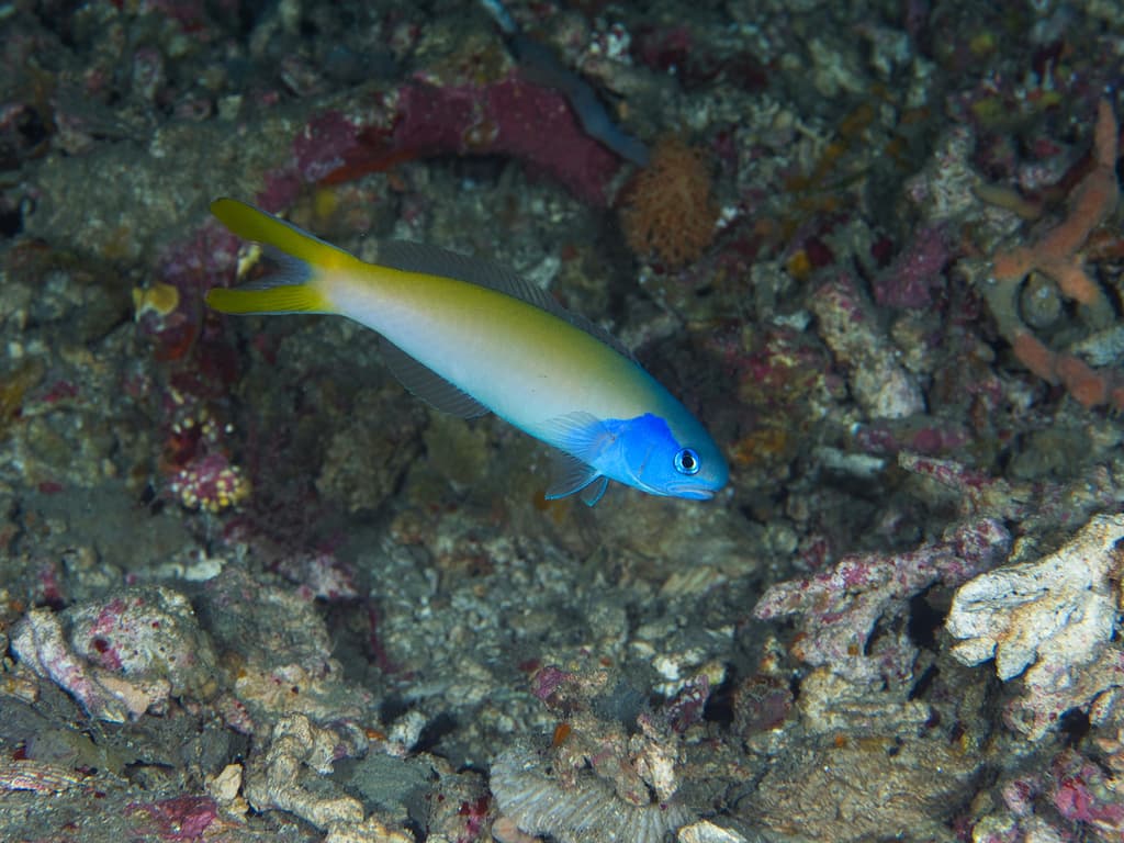 Blue-Head Tilefish in a marine aquarium