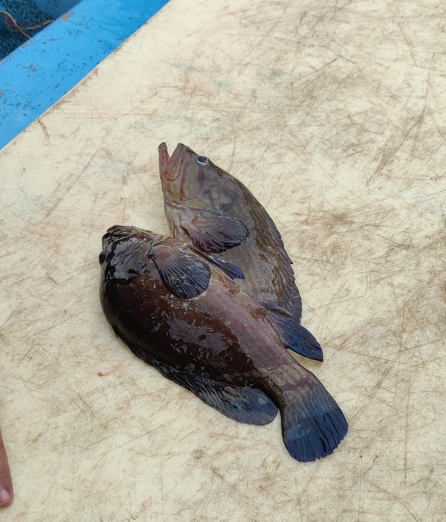 Blue-line Grouper in a marine aquarium