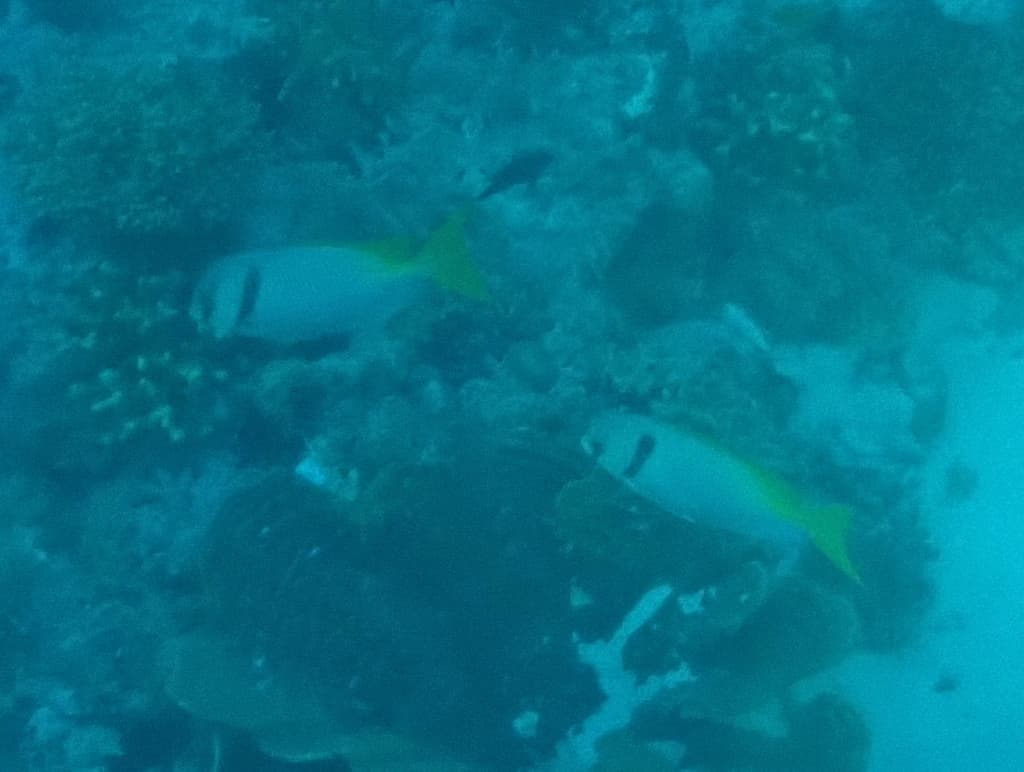 Blue-lined Rabbitfish in a marine aquarium