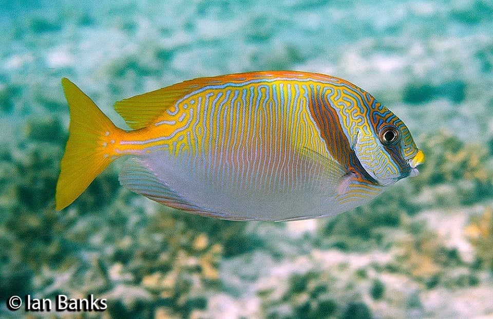 Blue-lined Rabbitfish in a marine aquarium