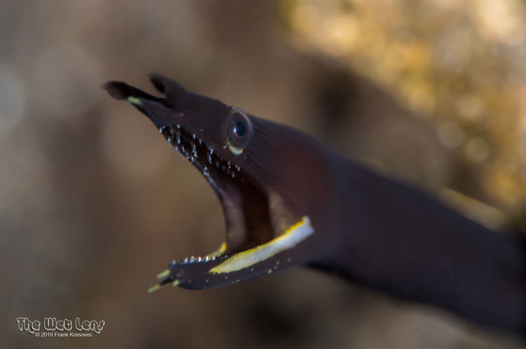 Blue Ribbon Eel in a marine aquarium