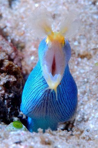 Blue Ribbon Eel in a marine aquarium