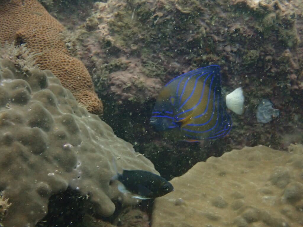 Blue Ring Angelfish in a marine aquarium
