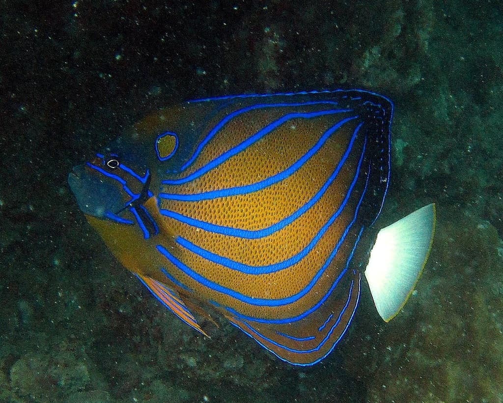 Blue Ring Angelfish in a marine aquarium