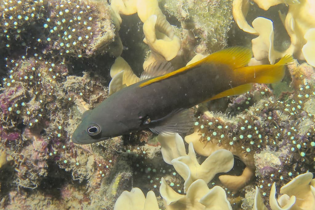 Blue-spotted Grouper in a marine aquarium