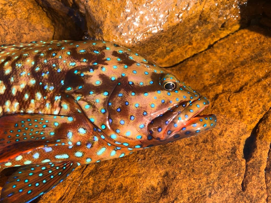 Blue-spotted Grouper in a marine aquarium