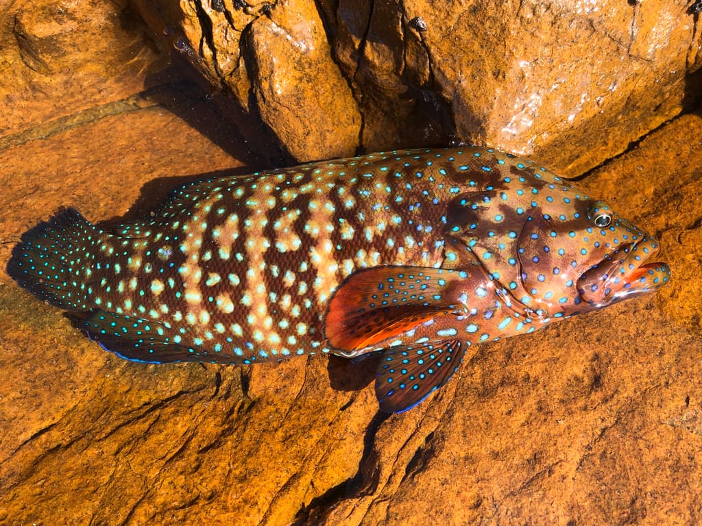 Blue-spotted Grouper showing vivid blue spots on reddish-brown body