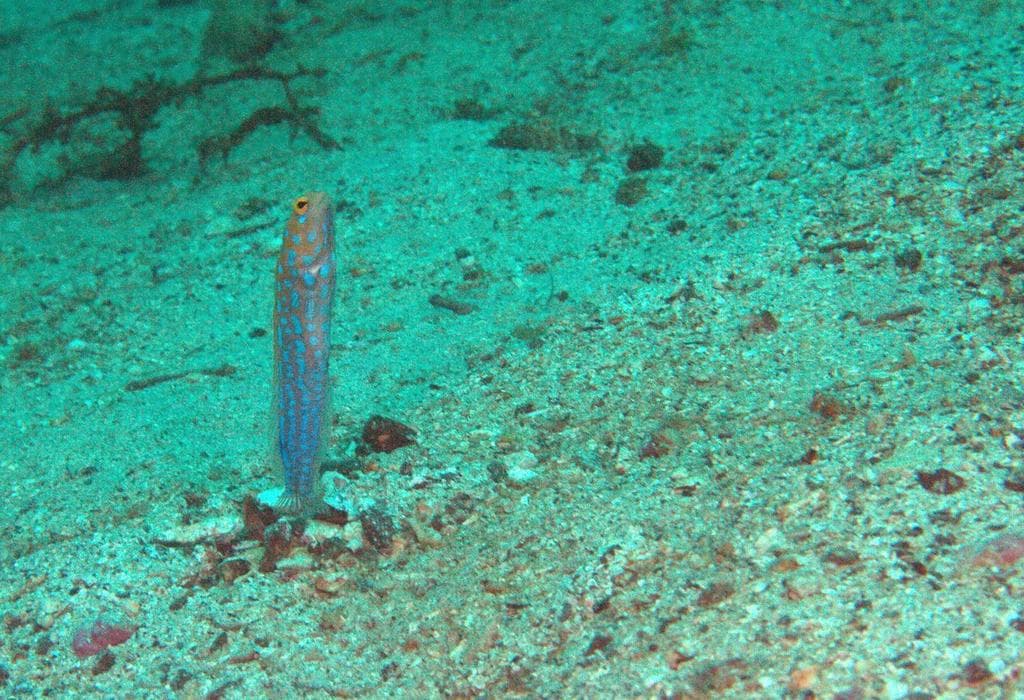 Blue Spotted Jawfish in a marine aquarium