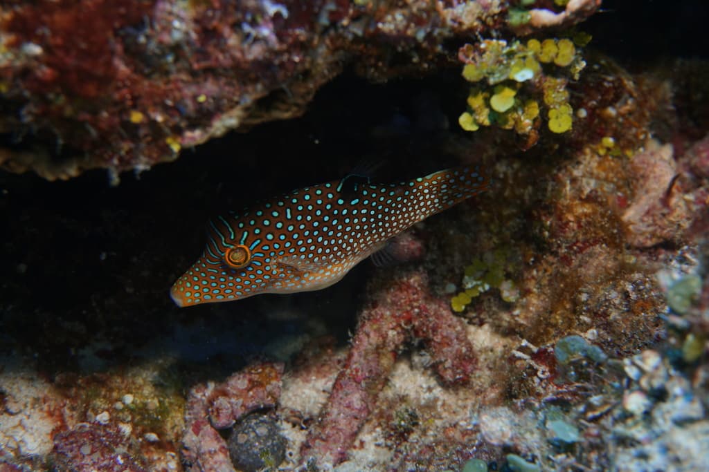 Blue Spotted Puffer in a marine aquarium