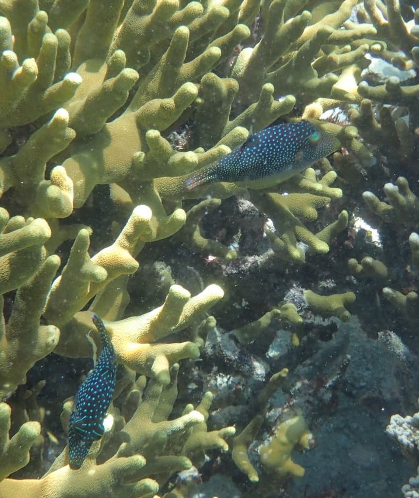 Blue Spotted Puffer in a marine aquarium