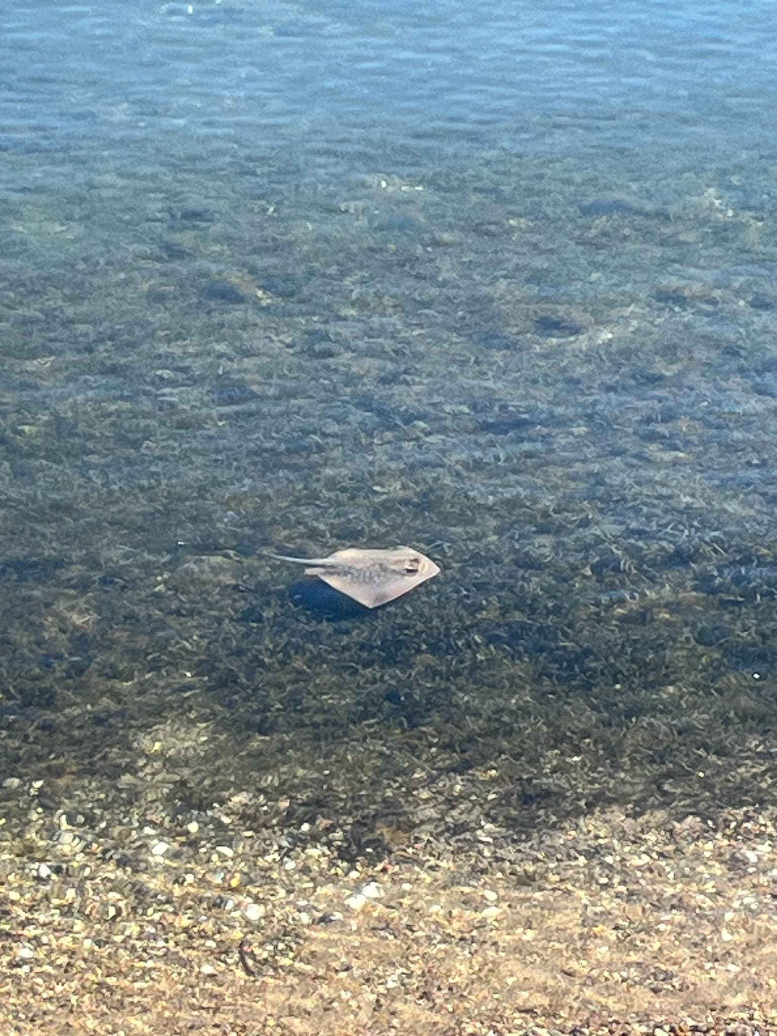 Blue Spotted Stingray in a marine aquarium