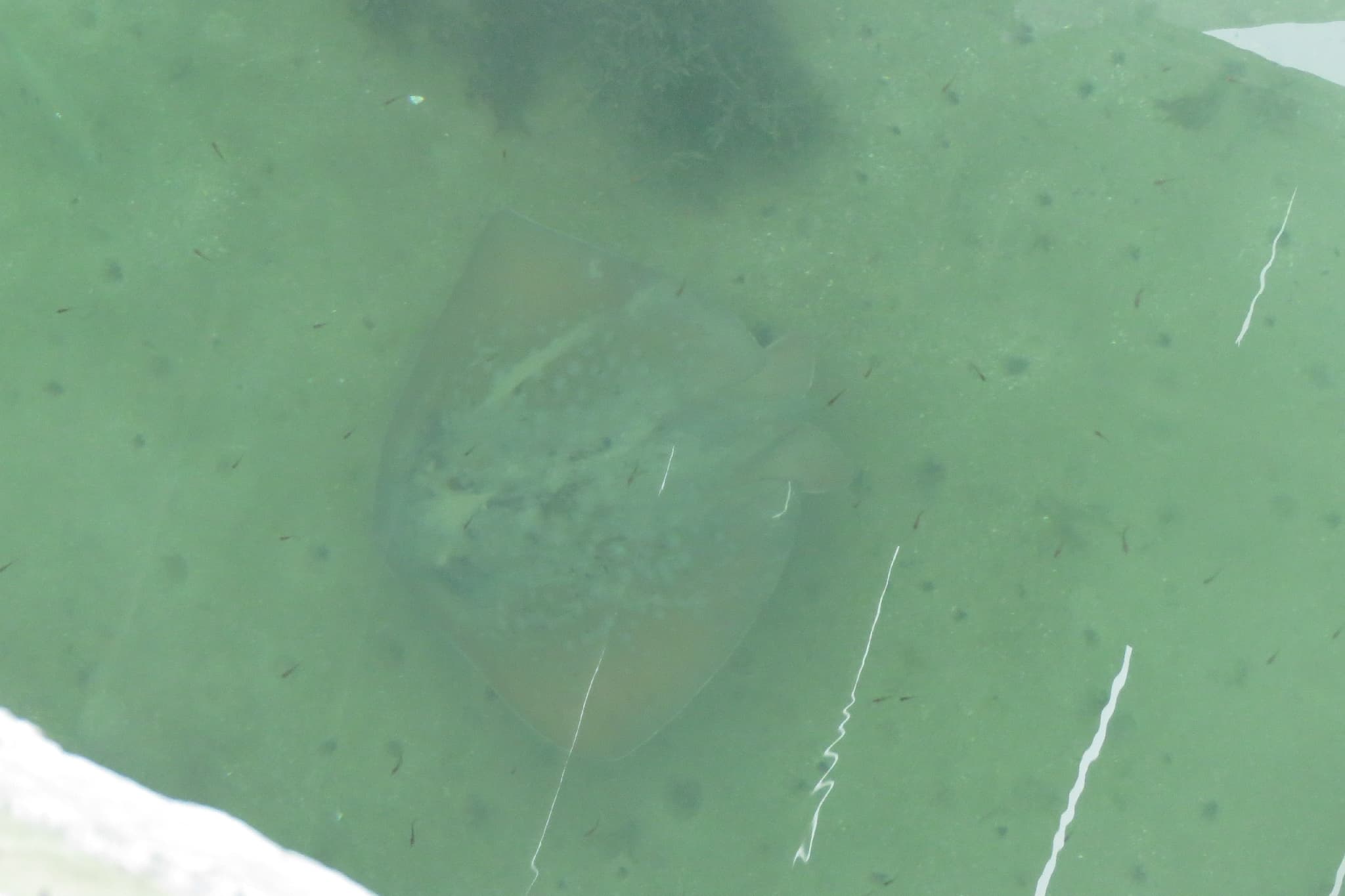 Blue Spotted Stingray in a marine aquarium