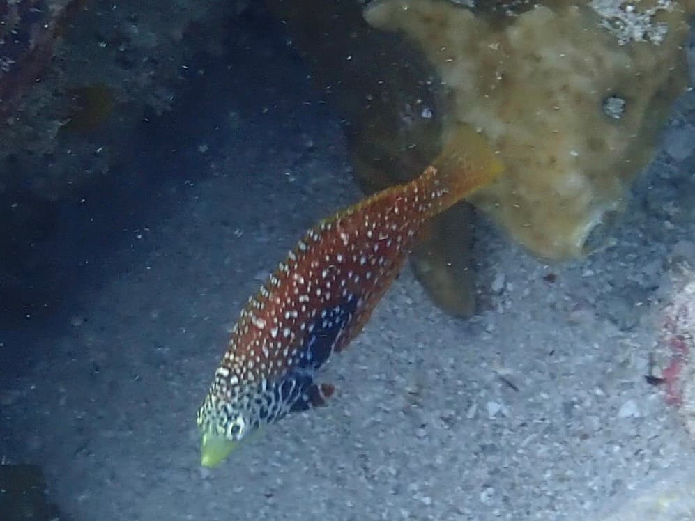 Blue Star Leopard Wrasse in a marine aquarium