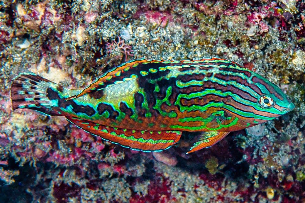 Blue Star Leopard Wrasse in a marine aquarium