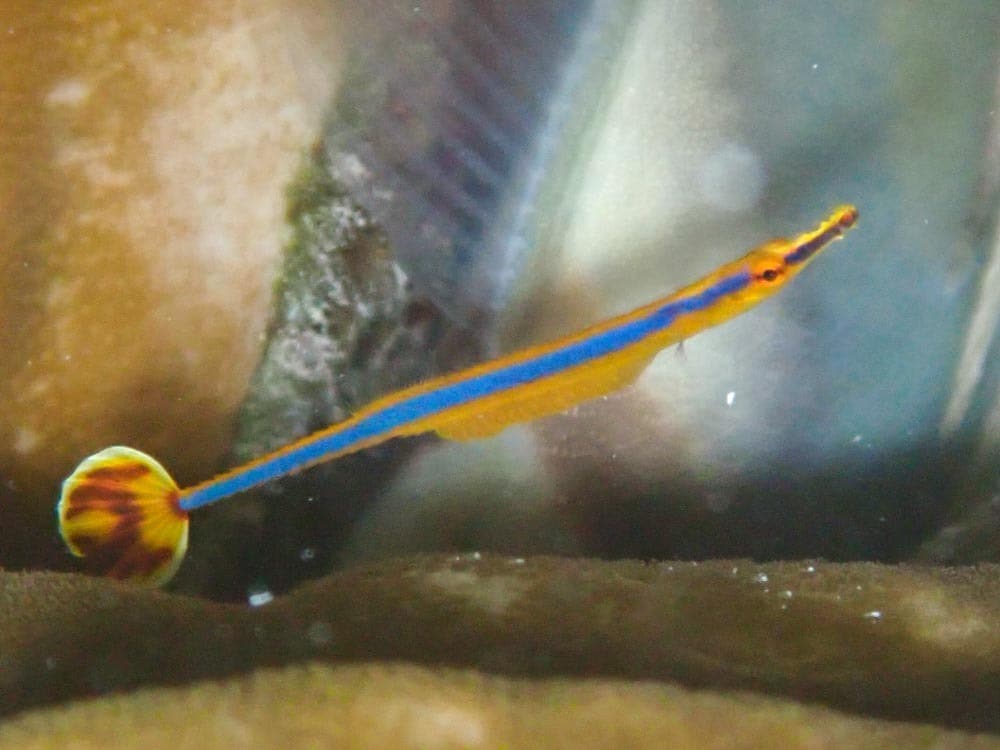 Blue Stripe Pipefish in a marine aquarium