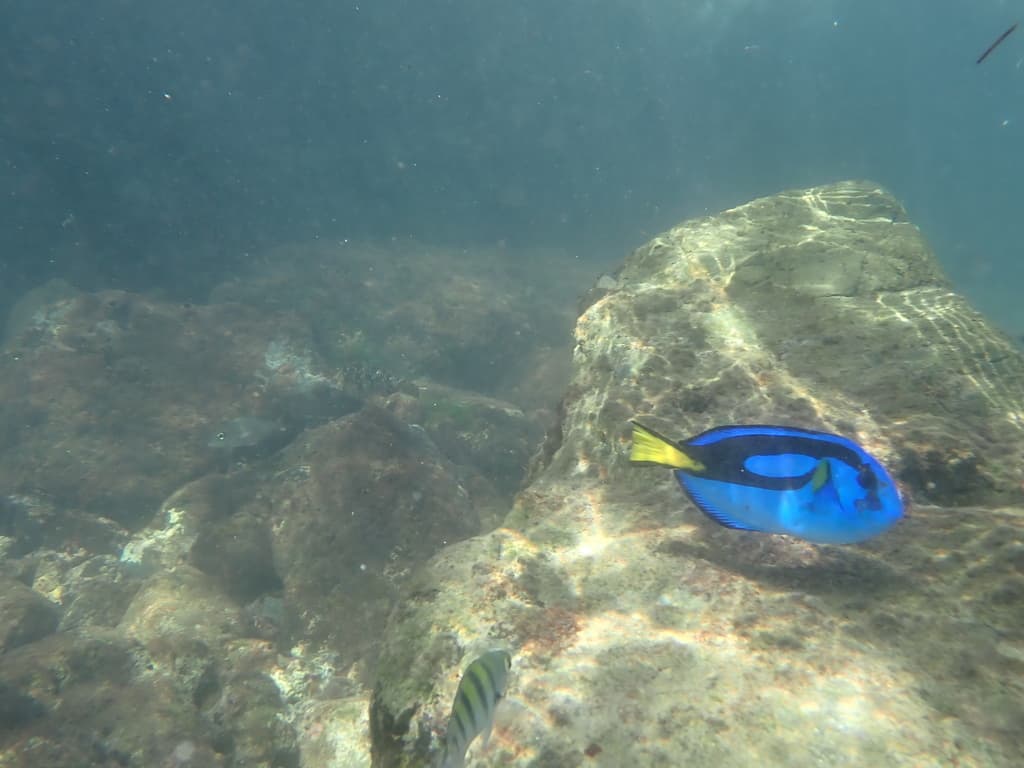Blue Tang swimming in reef