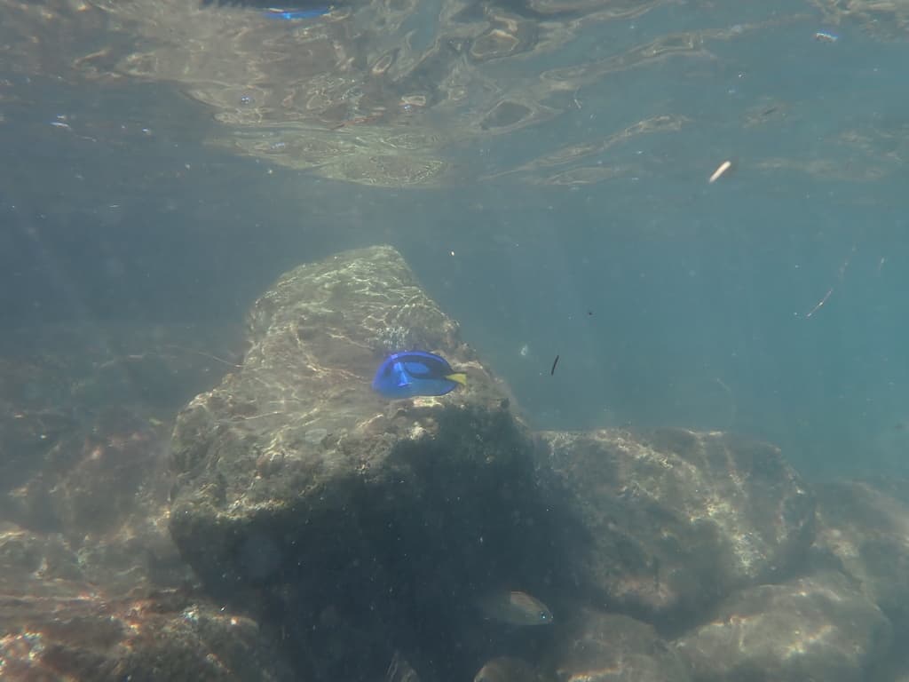 Blue Tang profile view