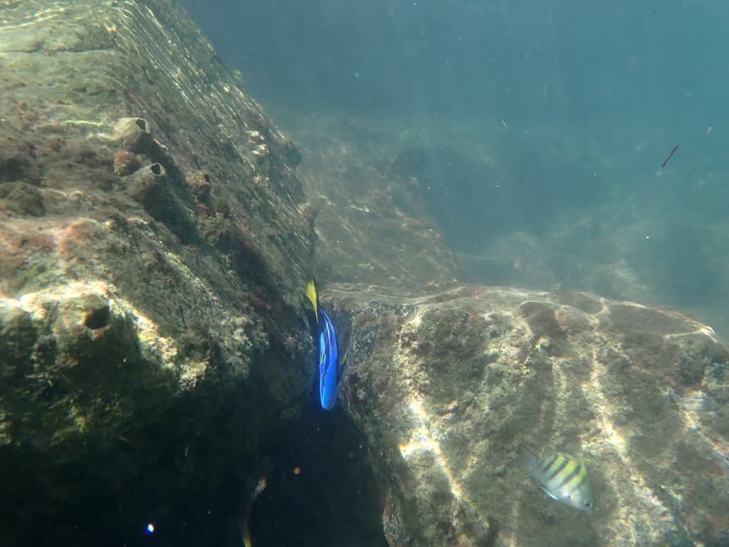 Blue Tang displaying vivid blue coloration