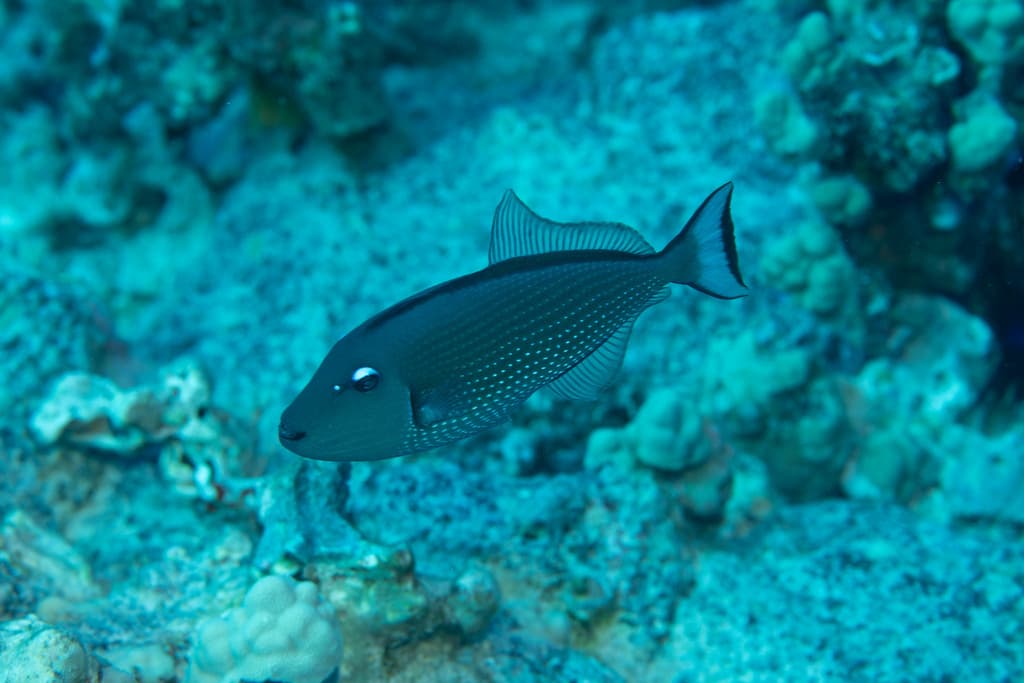 Blue Throat Triggerfish male
