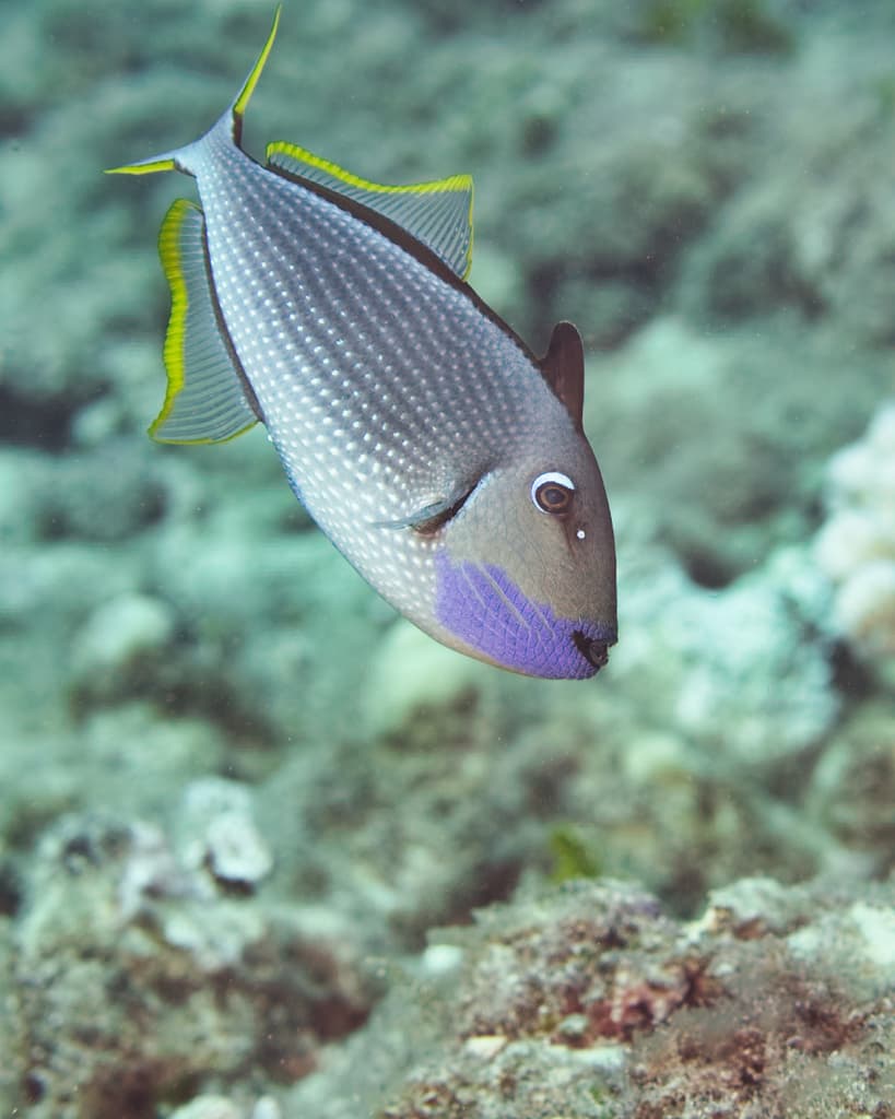Blue Throat Triggerfish in reef